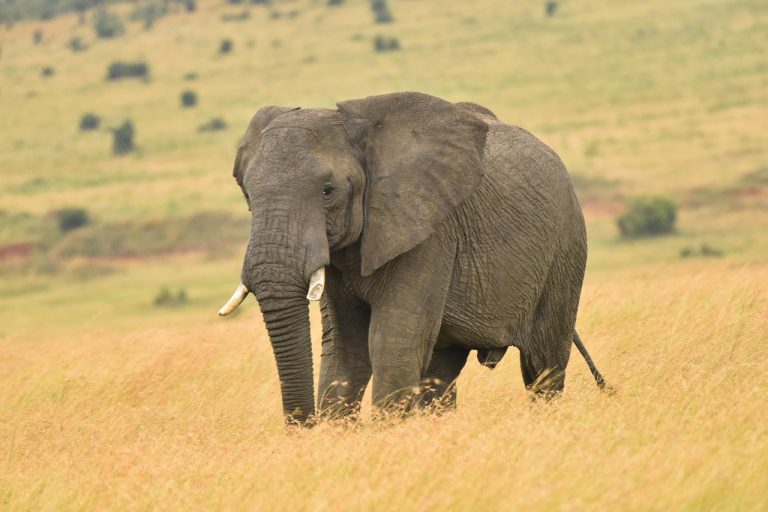La incapacidad humana, elefante que miraban los ciegos