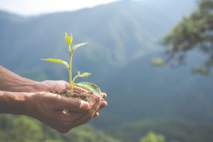 Persona con una planta entre las manos cuidando del planeta